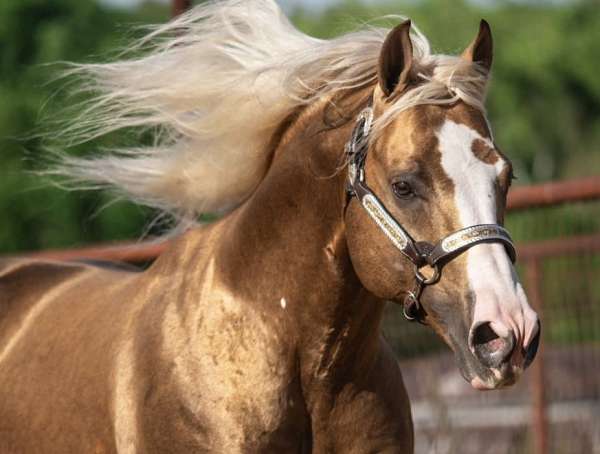 ranch-work-quarter-horse