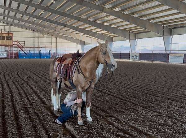 show-quarter-horse