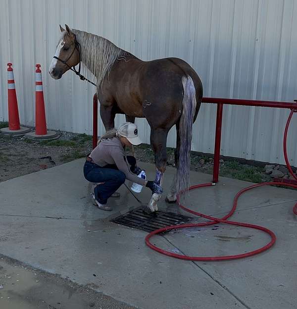 western-riding-quarter-horse