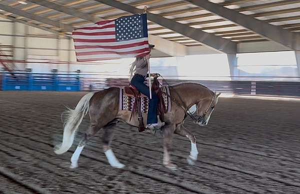 working-cattle-quarter-horse