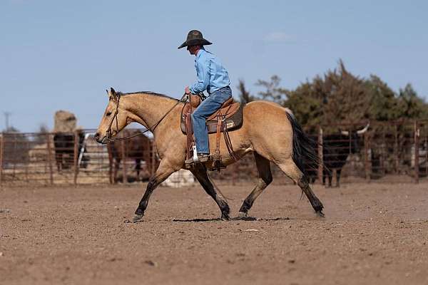 all-around-quarter-horse