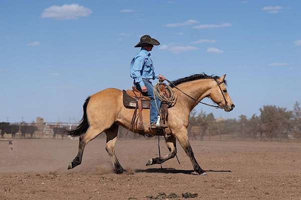 athletic-quarter-horse