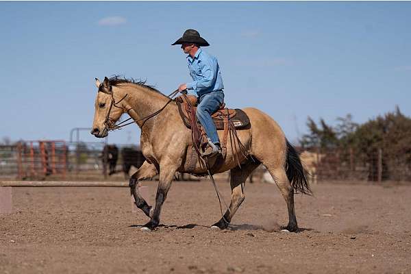 calf-roping-quarter-horse