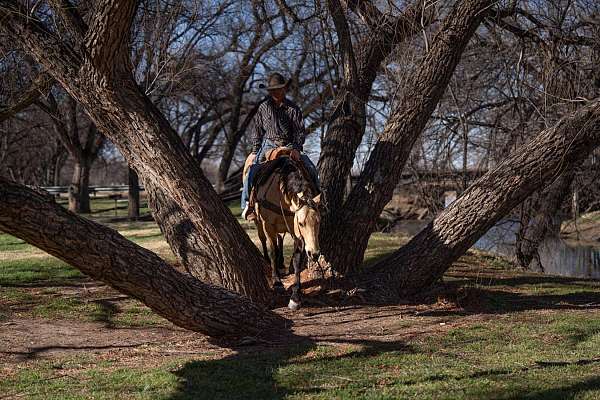 husband-safe-quarter-horse