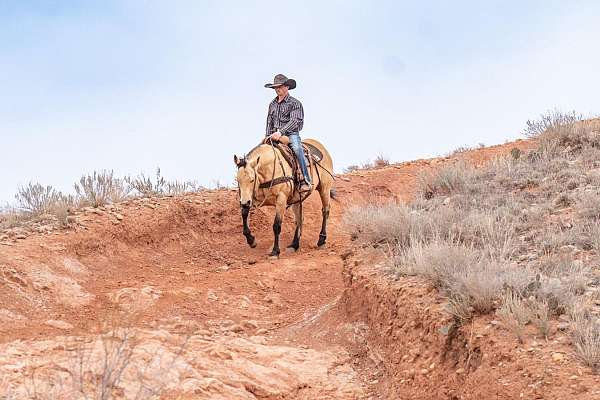 kid-safe-quarter-horse