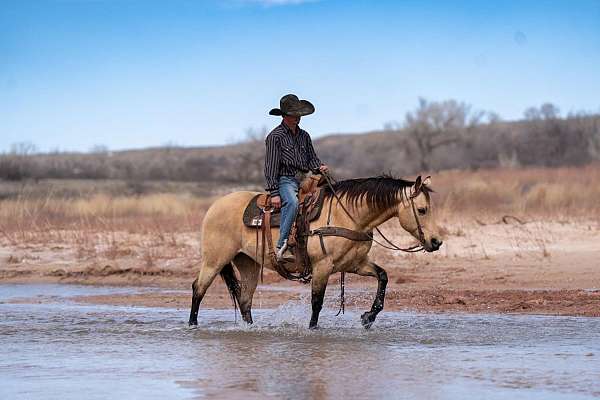 roping-quarter-horse