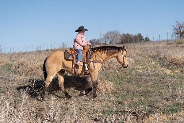 show-quarter-horse