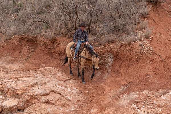 trail-riding-quarter-horse