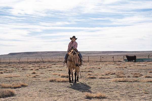 buckskin-quarter-horse-gelding