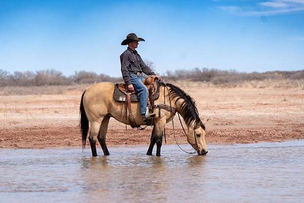 western-riding-quarter-horse