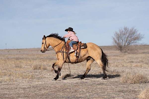 working-cattle-quarter-horse