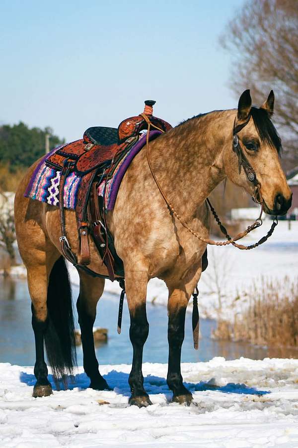 jumping-quarter-horse