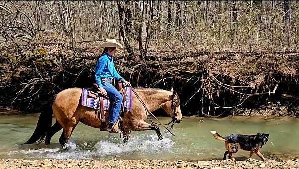 parade-quarter-horse