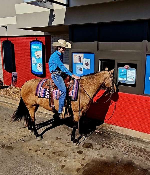 buckskin-quarter-horse-mare