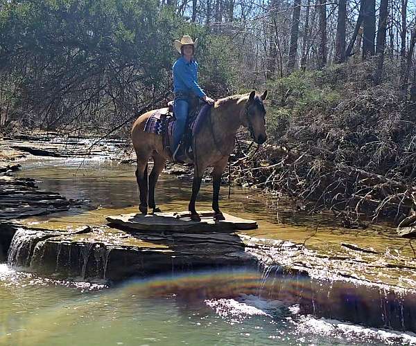 show-quarter-horse