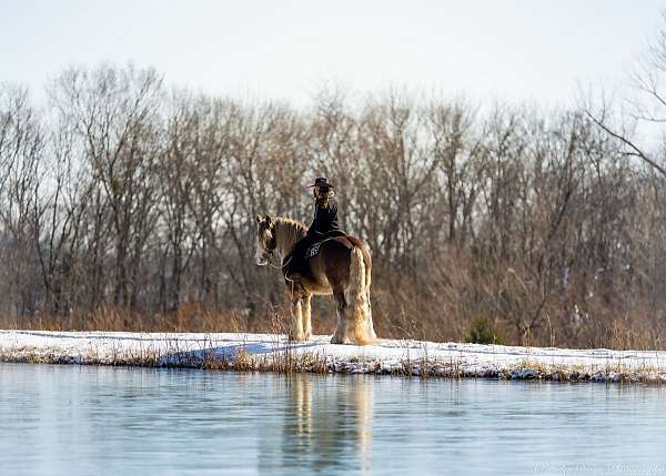 athletic-gypsy-vanner-horse