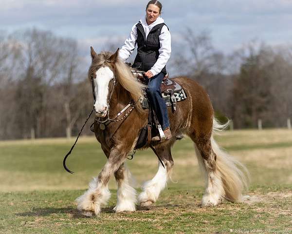 driving-gypsy-vanner-horse