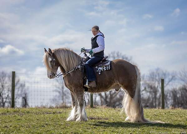 flashy-gypsy-vanner-horse