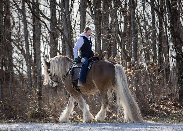 horsemanship-gypsy-vanner-horse