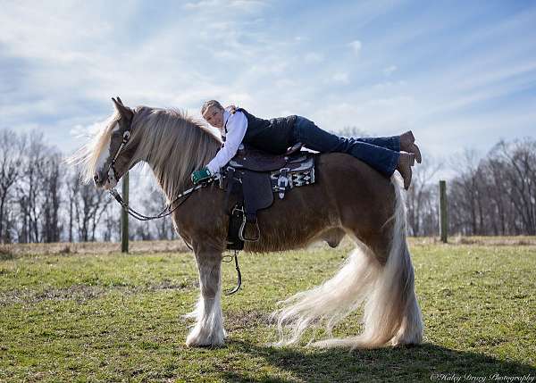 husband-safe-gypsy-vanner-horse