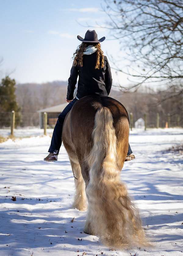 parade-gypsy-vanner-horse