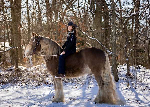 kid-safe-gypsy-vanner-horse