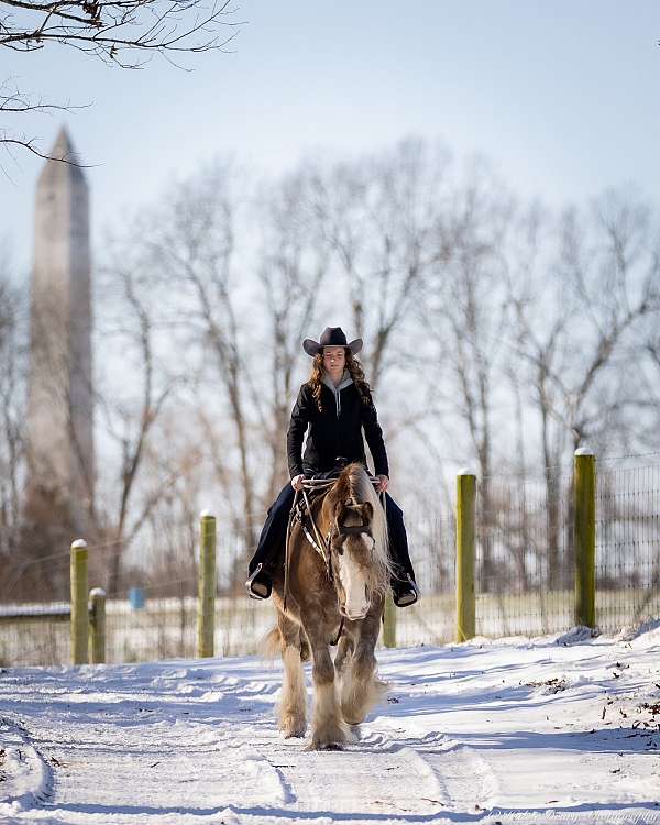 performance-gypsy-vanner-horse