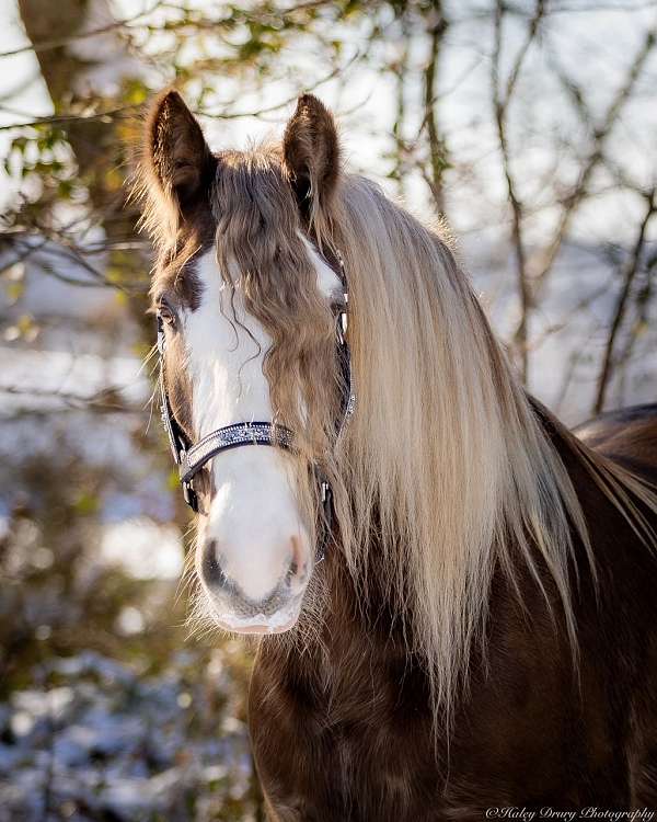 show-gypsy-vanner-horse