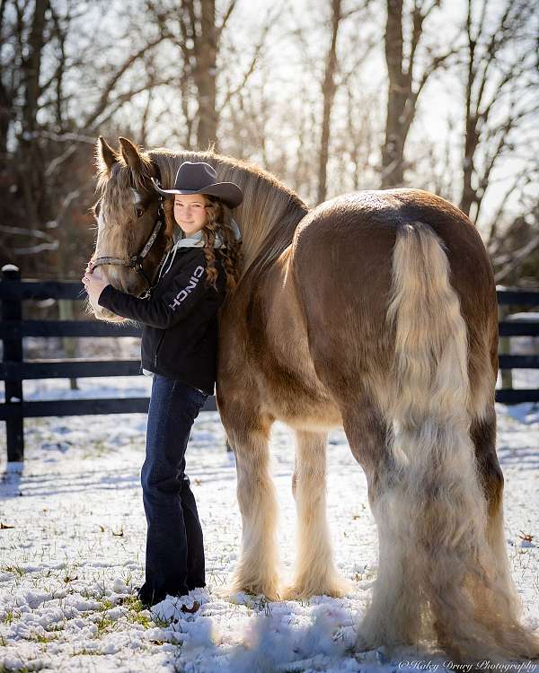 ridden-english-gypsy-vanner-horse