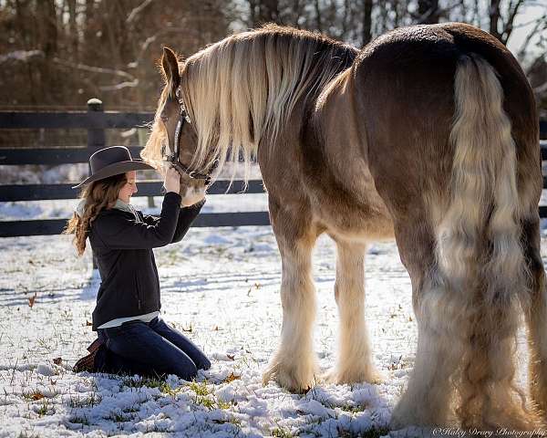 ridden-western-gypsy-vanner-horse