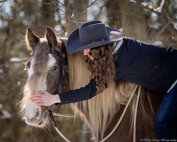 trail-gypsy-vanner-horse