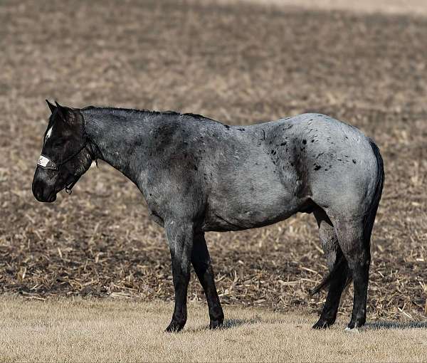 athletic-quarter-horse