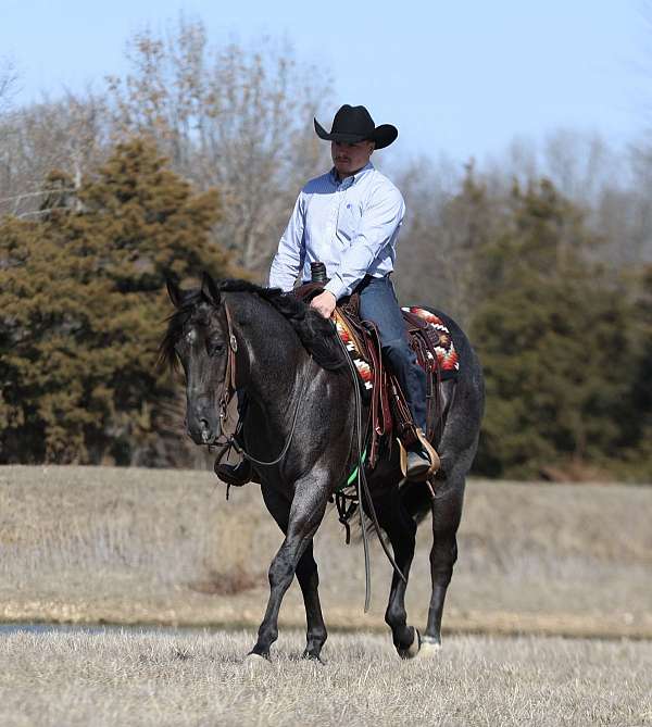 calf-roping-quarter-horse