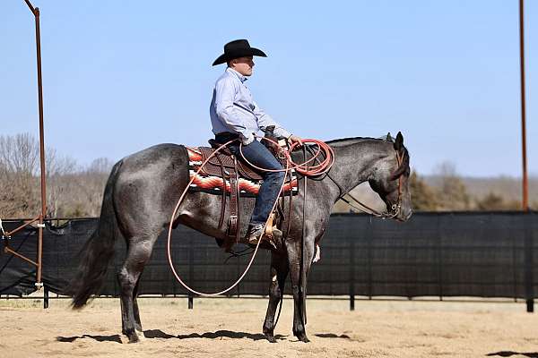 flashy-quarter-horse