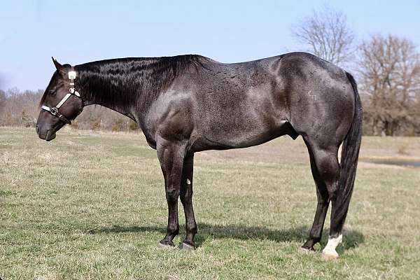 ranch-versatility-quarter-horse