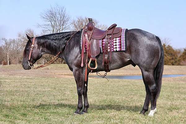 ranch-work-quarter-horse