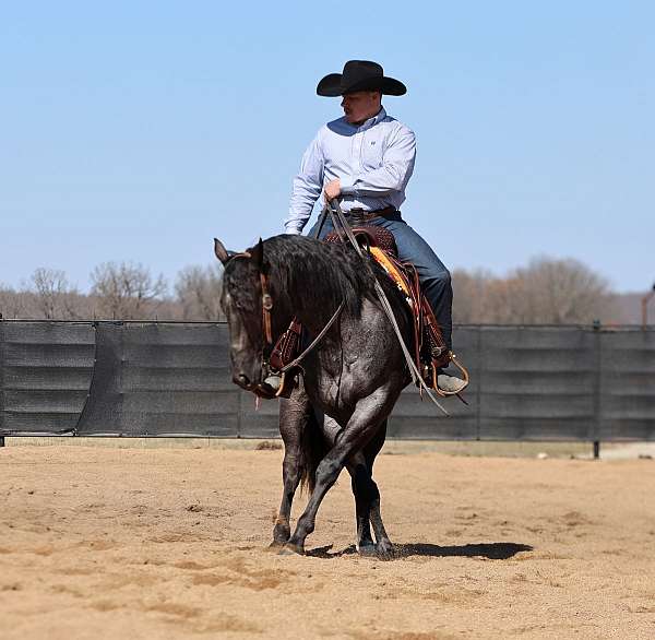 roping-quarter-horse