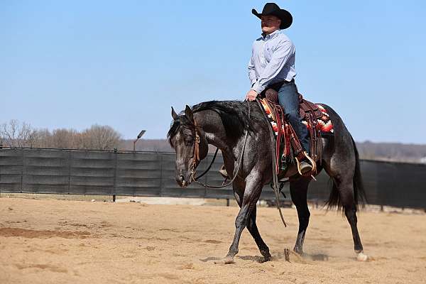 trail-quarter-horse