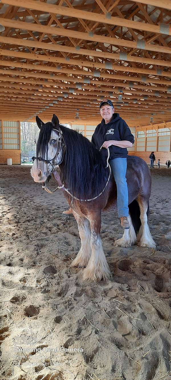 gypsy-vanner-gelding