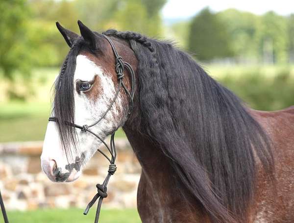 gypsy-vanner-horse-for-sale