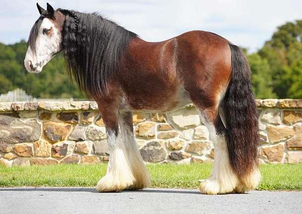 gypsy-vanner-horse