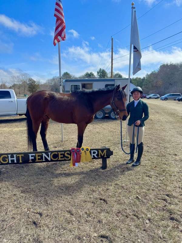 show-working-thoroughbred-horse