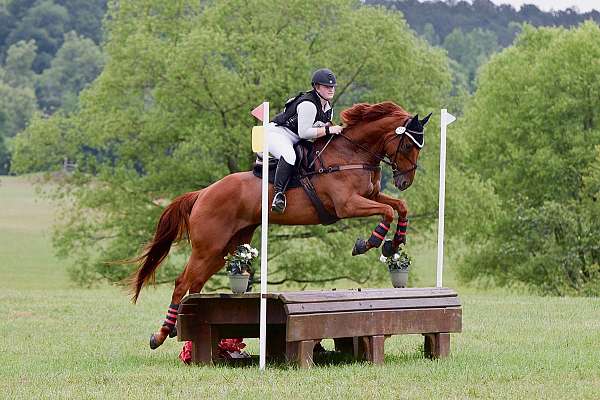 eventing-thoroughbred-horse