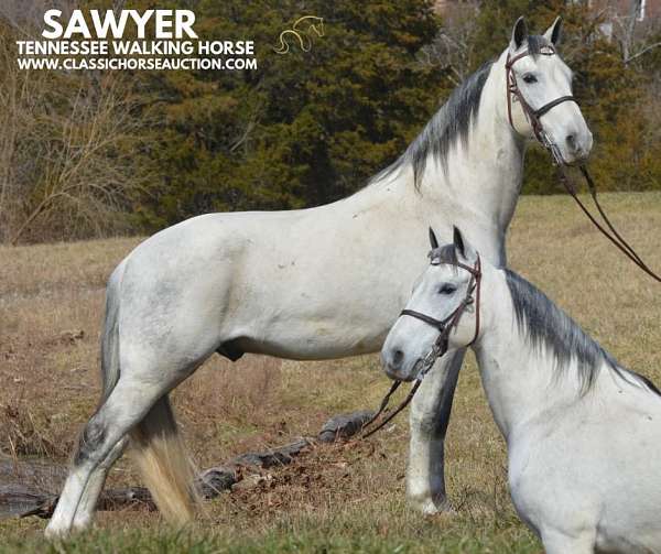 honest-tennessee-walking-horse