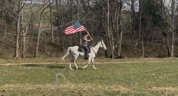 keg-shoes-gelding