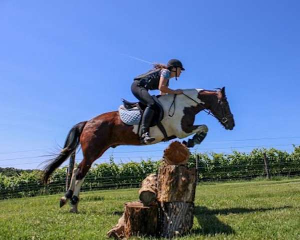 eventing-chincoteague-pony-pony