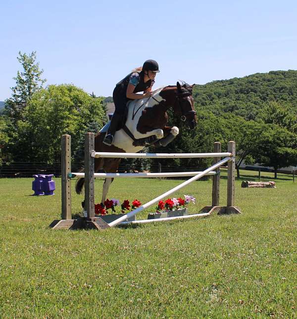 lesson-chincoteague-pony-pony