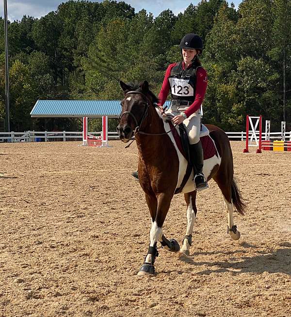 trail-chincoteague-pony-pony