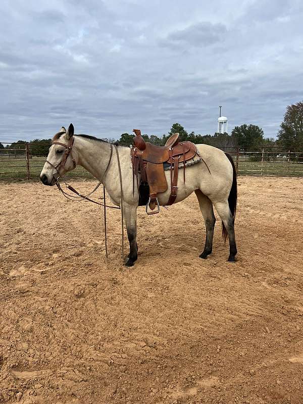 buckskin-quarter-horse