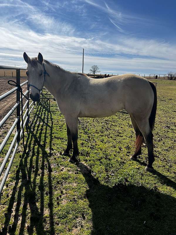 mare-quarter-horse